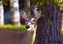 Odocoileus virginianus